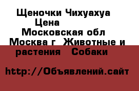 Щеночки Чихуахуа › Цена ­ 12 000 - Московская обл., Москва г. Животные и растения » Собаки   